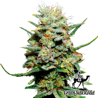Семена конопли Auto Critical Feminised